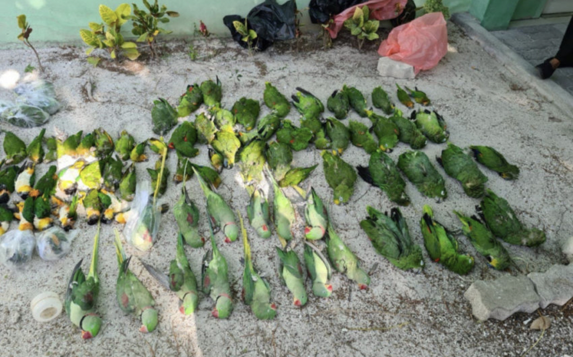 އަނެއްކާ ވެސް 60 ދޫނި ހިފަހައްޓައިފި
